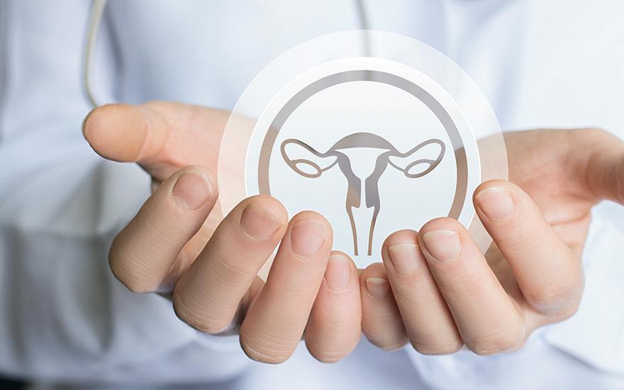 ikona narządów płciowych kobiety w dłoniach lekarza